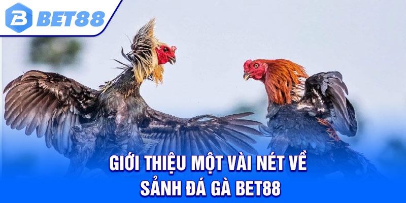 Giới thiệu một vài nét về sảnh đá gà Bet88