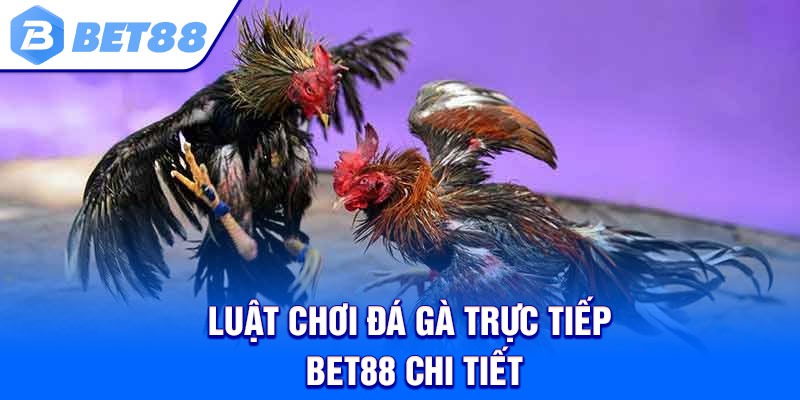 Luật chơi đá gà trực tiếp Bet88 chi tiết