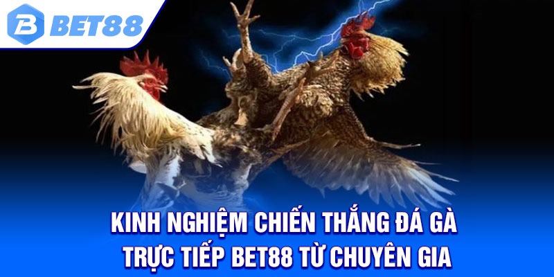 Kinh nghiệm chiến thắng đá gà trực tiếp Bet88 từ chuyên gia