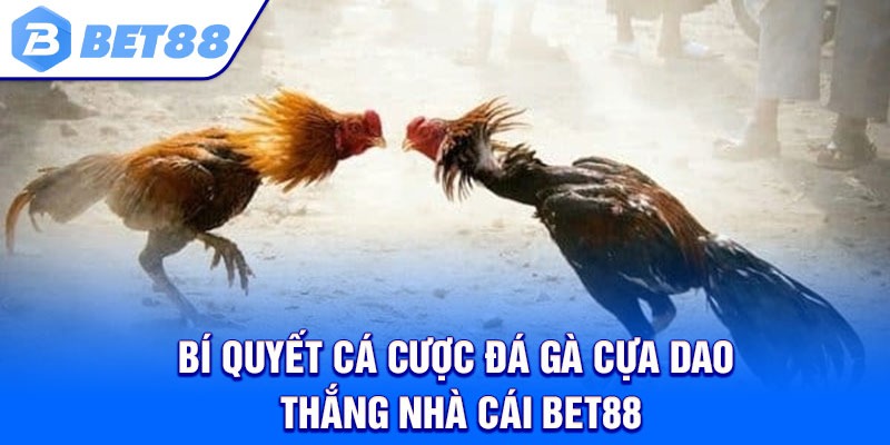 Bí quyết cá cược đá gà cựa dao thắng nhà cái Bet88