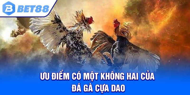 Ưu điểm có một không hai của đá gà cựa dao